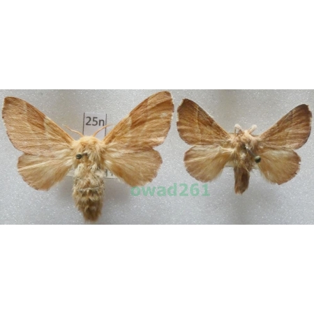 Malacosoma neustria (Linnaeus, 1758) pair Czech25n